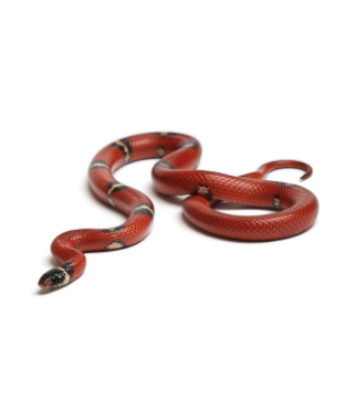 Merkblatt Blindschleichen/Schlangen