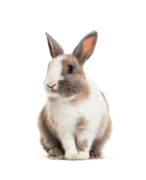 Merkblatt Kaninchen