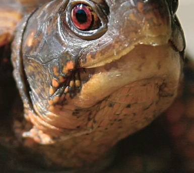 Merkblatt Reptilien als Heimtiere