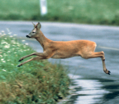 Merkblatt Verkehrsunfälle mit Tieren